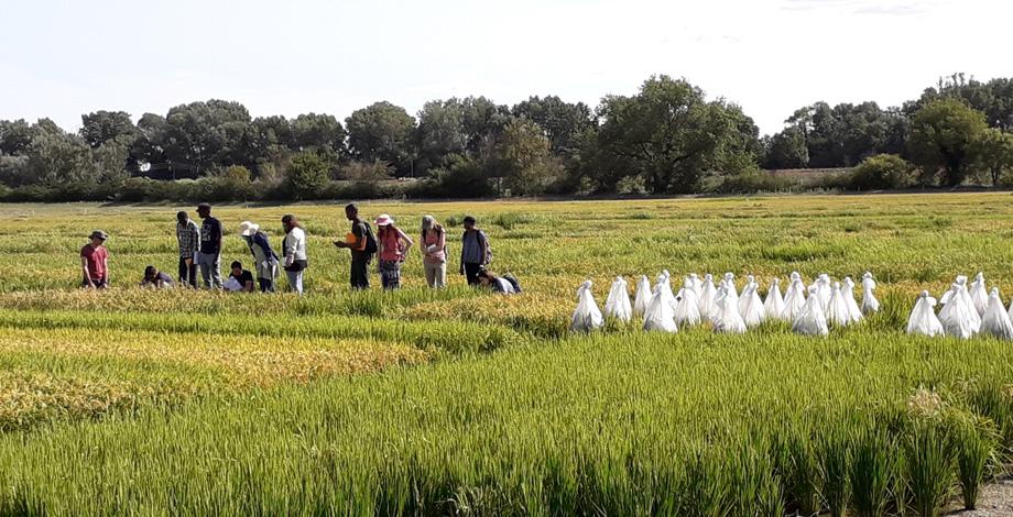 Visit of rice selection parcels at the French Rice Center