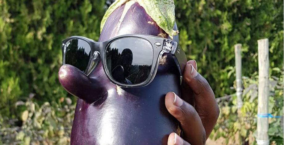 The program mascot: violet eggplant, Solanaceae collection (INRA PACA)