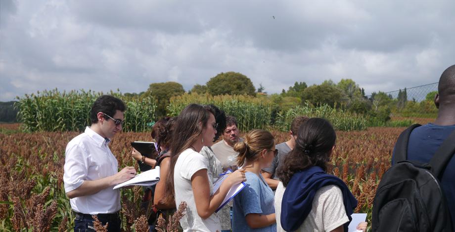 Visiting plots of a sorghum diversity study (CIRAD, Montpellier)