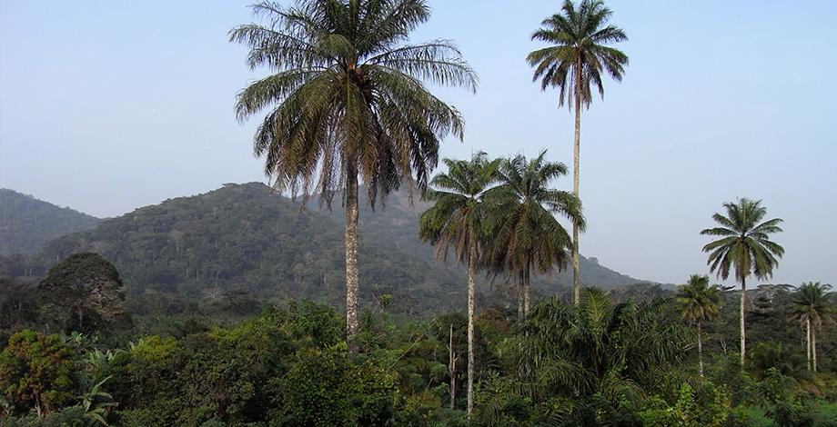 Agroforestry (Guinea)
