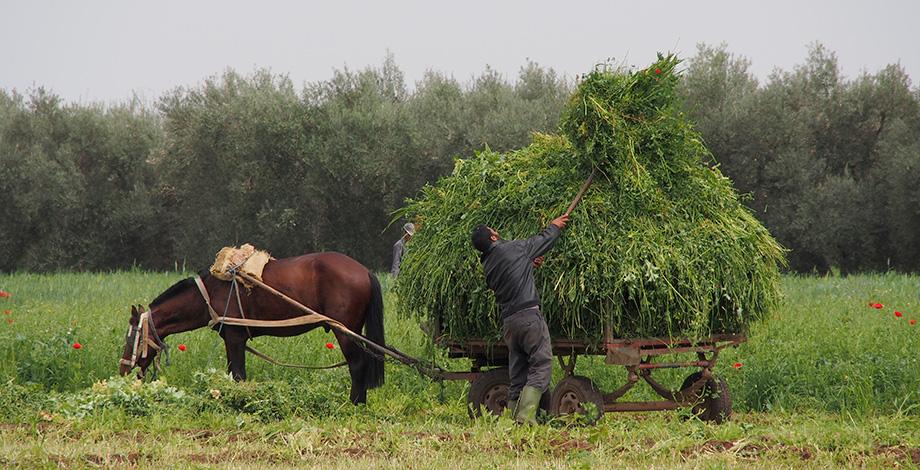 Forage harvest (Morocco)